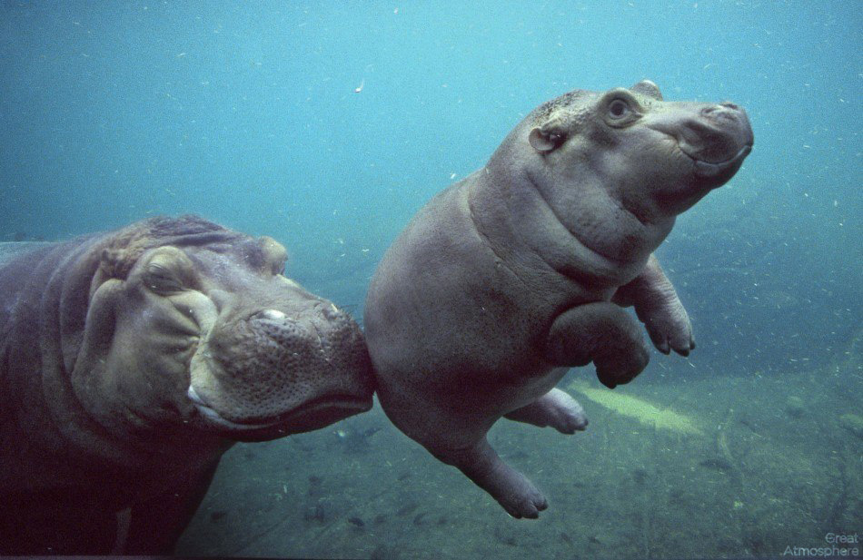 great-atmosphere-Hippopotamus-baby-beautiful-164-1