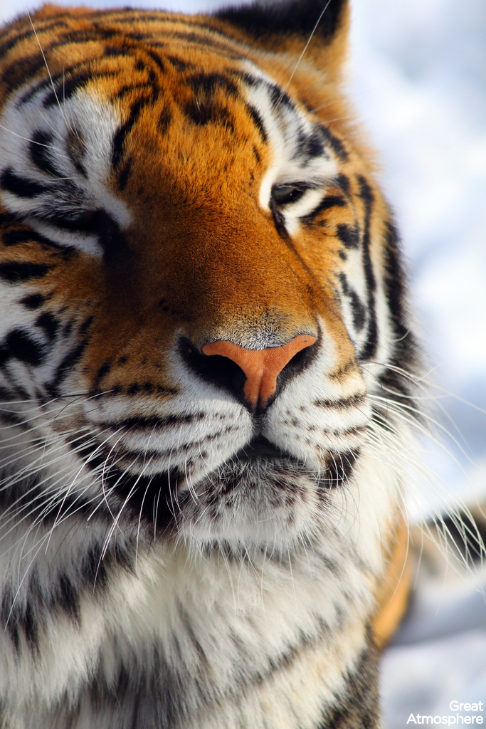 great-atmosphere-tiger-beauty-animal-wildlife-168-1