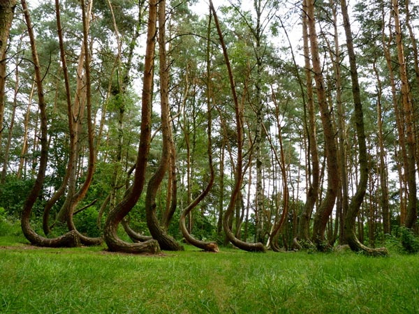4_Crooked_Forest_Poland_great_atmoshere