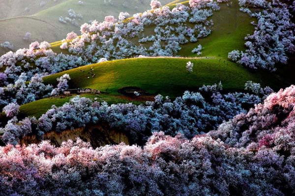 5_Wild_Apple_Forest_Kazakhstan_great_atmoshere