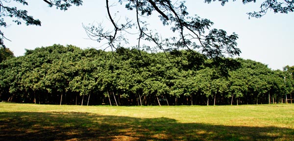 6_The_Great_Banyan_India_great_atmoshere