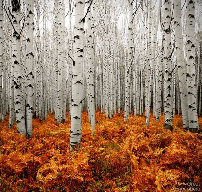 great-atmosphere-aspen-forest-nature-travel-destinations-2013-photography-beautiful-view-179-1