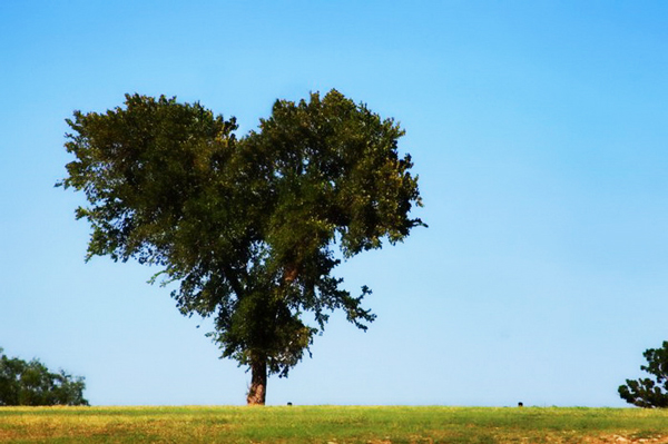 harts-shapes-in nature-10-great-atmosphere-travel