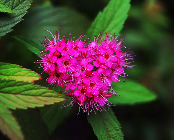 harts-shapes-in nature-12-great-atmosphere-travel