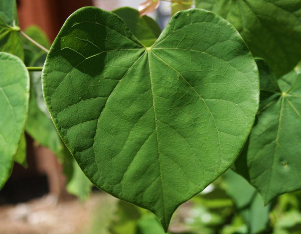 harts-shapes-in nature-18-great-atmosphere-travel