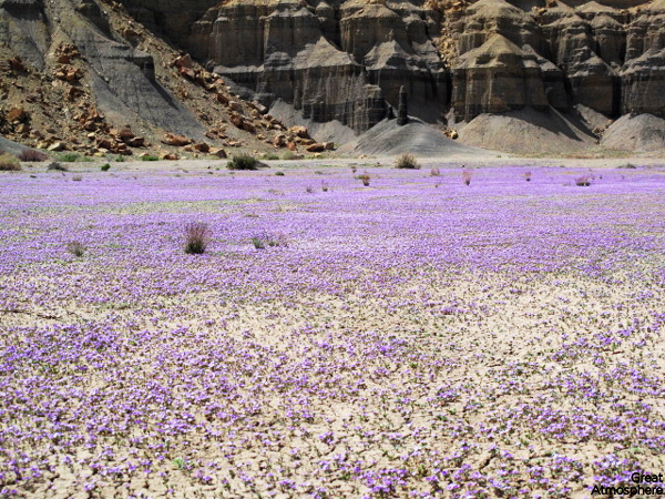 Purple-flowers-desert-flowers-3-great-atmosphere-travel-nature