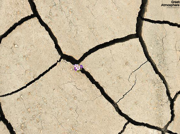 Purple-flowers-desert-flowers-5-great-atmosphere-travel-nature