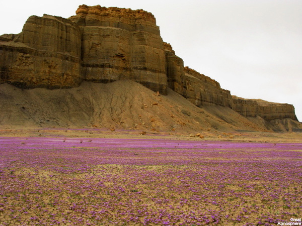 Purple-flowers-desert-flowers-7-great-atmosphere-travel-nature