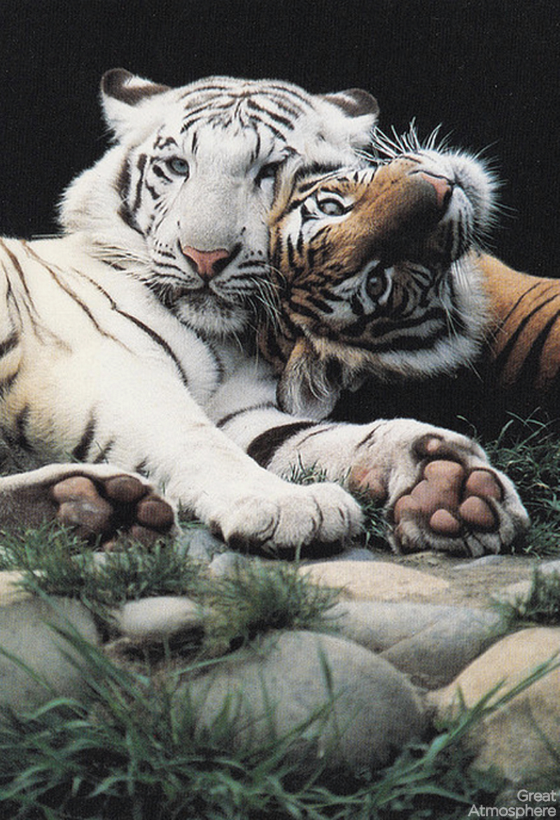 tiger-hugging-beautiful-white-Bengal-tiger-animals-great-atmosphere-173-1