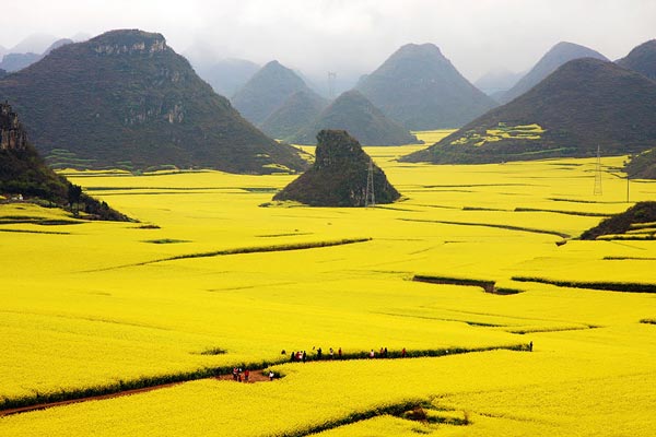15-Louloudion-fields-Canola-China-nature-landscapes-photography-great-atmosphere