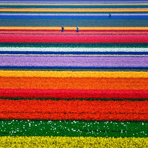 2-fields-with-tulips-netherlands-beautiful-travel-destinations-nature-around-the-planet-great-atmosphere-photography