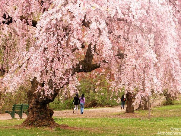 3-brooklyn-USA-cherry-blossoms-various-cities-world-3-beautiful-travel-destinations-landscapes-photography