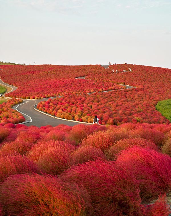 4-Hitachi-Seaside-Park-Japan-great-atmosphere-travel-photography-nature