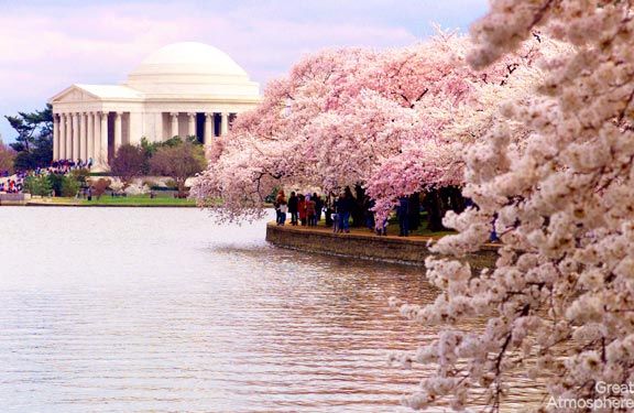 4-Washington-DC-USA-cherry-blossoms-various-cities-world-4-beautiful-travel-destinations-landscapes