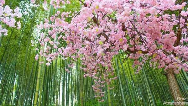 5-Damyang-South Korea-cherry-blossoms-various-cities-world-beautiful-travel-destinations-photography