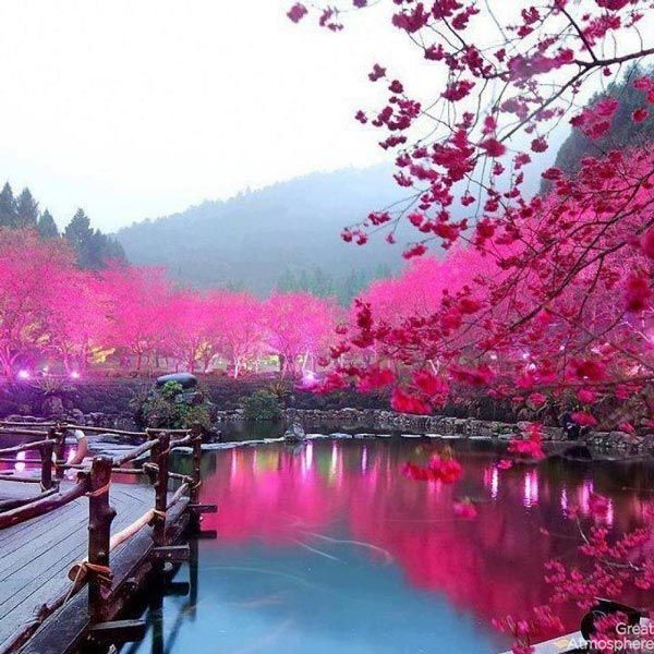 8-Lake Sakura-Japan-cherry-blossoms-various-cities-world-8-beautiful-travel-destinations-landscapes