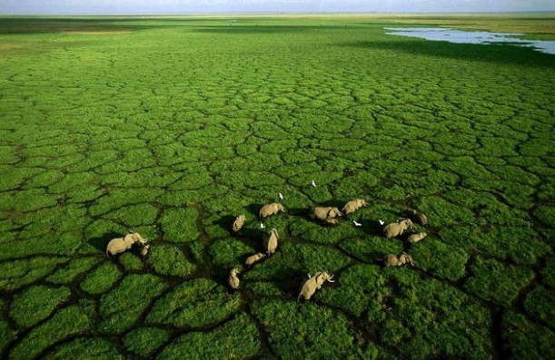 aerial-africa-1-Elephants-in-Lake-Amboseli-Kenya-great-atmosphere-travel-destinations