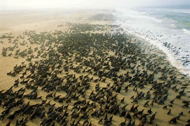 aerial-africa-10-Seals-Cape Fria-Namibia-beautiful-landscape