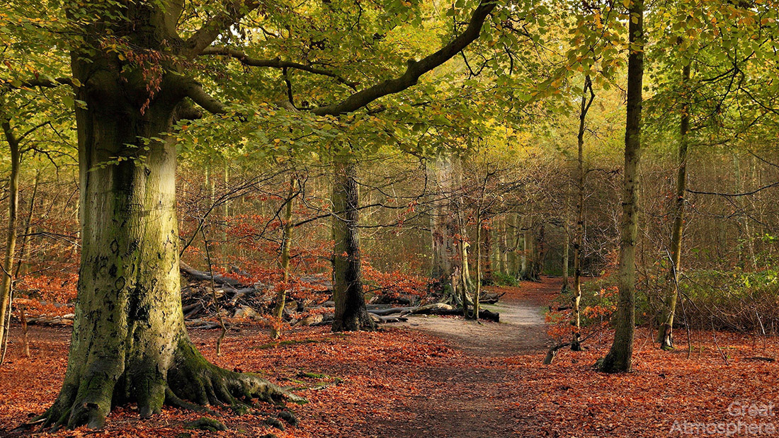 beautiful-trees-autumn-forest-path-nature-amazing-photography-beautiful-yellow-green-landscape-great-atmosphere-wallpaper-218-1