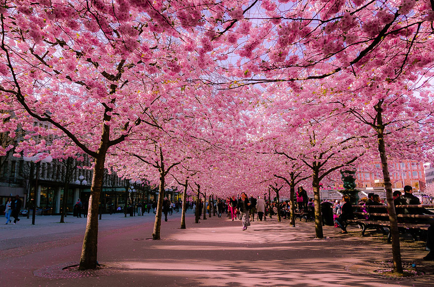 cherry-blossoms-sakura-spring-1-greatest-images-amazing-2013-great-atmosphere