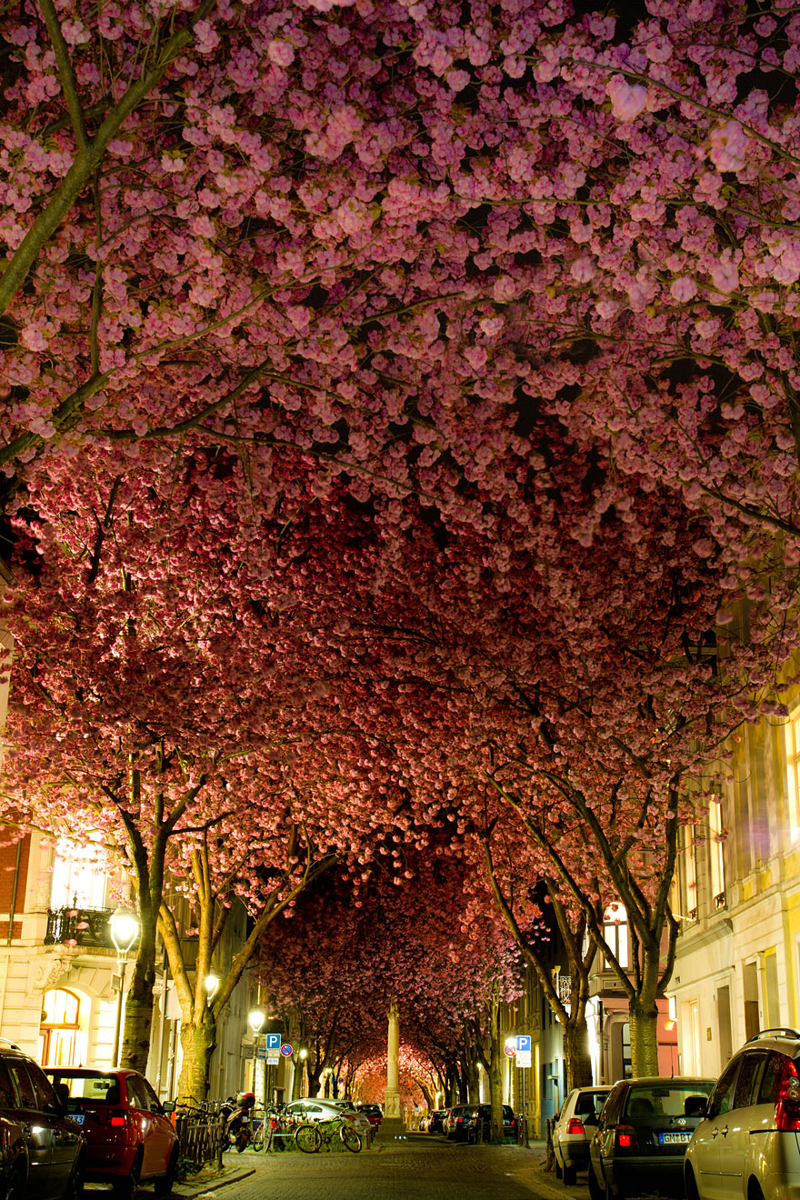 cherry-blossoms-sakura-spring-10-great-atmosphere-greatest-images-2013-beautiful