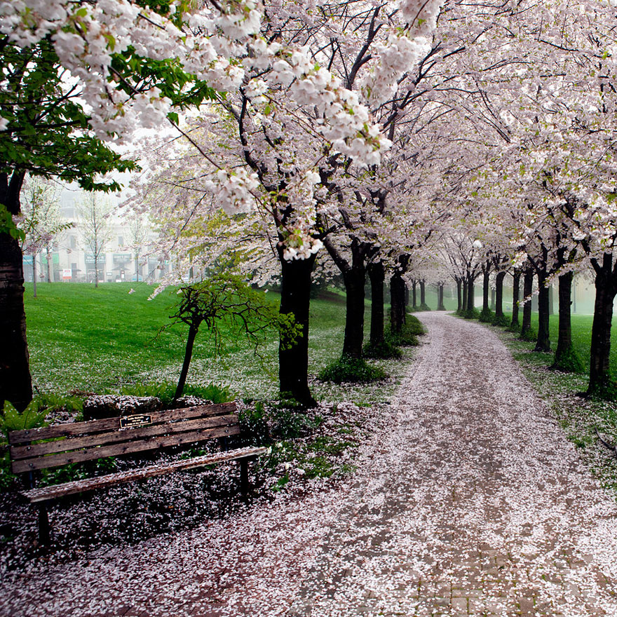 cherry-blossoms-sakura-spring-12-great-atmosphere-greatest-images-2013-beautiful