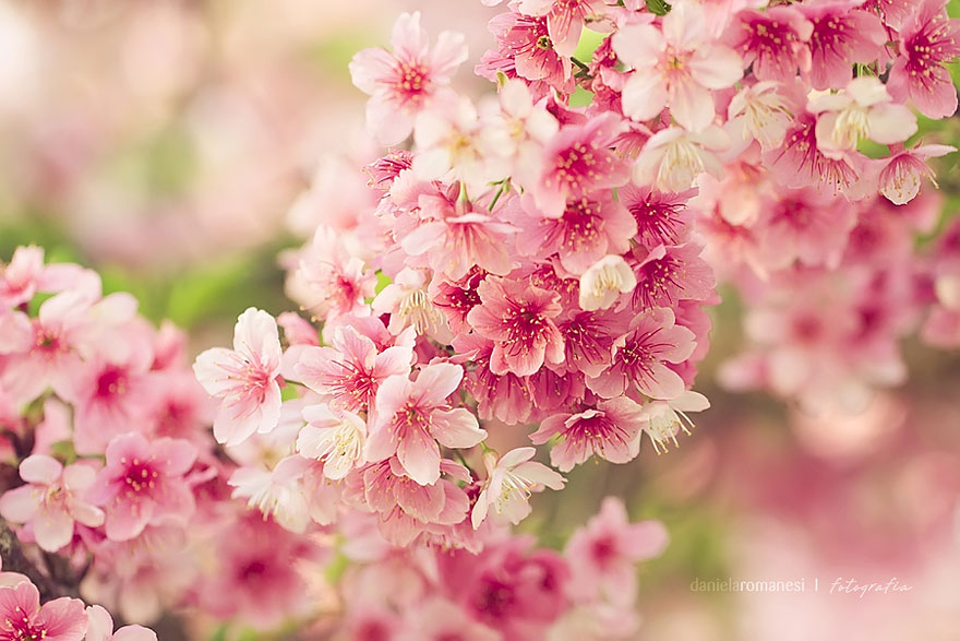 cherry-blossoms-sakura-spring-14-great-atmosphere-greatest-photography-2013-beautiful