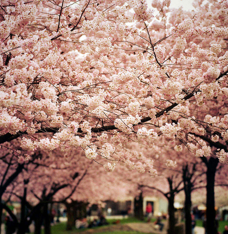 cherry-blossoms-sakura-spring-17-great-atmosphere-photography-2013-beautiful