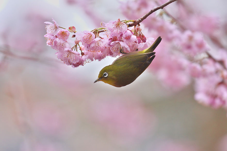 cherry-blossoms-sakura-spring-19-great-atmosphere-photography-2013-beautiful