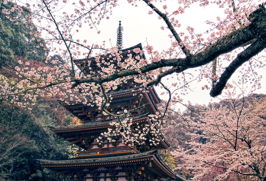 cherry-blossoms-sakura-spring-2-greatest-images-amazing-2013-great-atmosphere