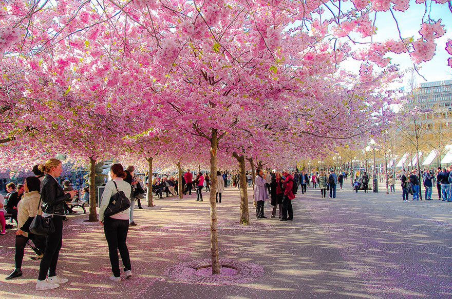 cherry-blossoms-sakura-spring-3-great-atmosphere-greatest-images-amazing-2013