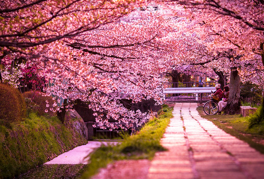 cherry-blossoms-sakura-spring-4-greatatmosphere-greatest-images-amazing-2013