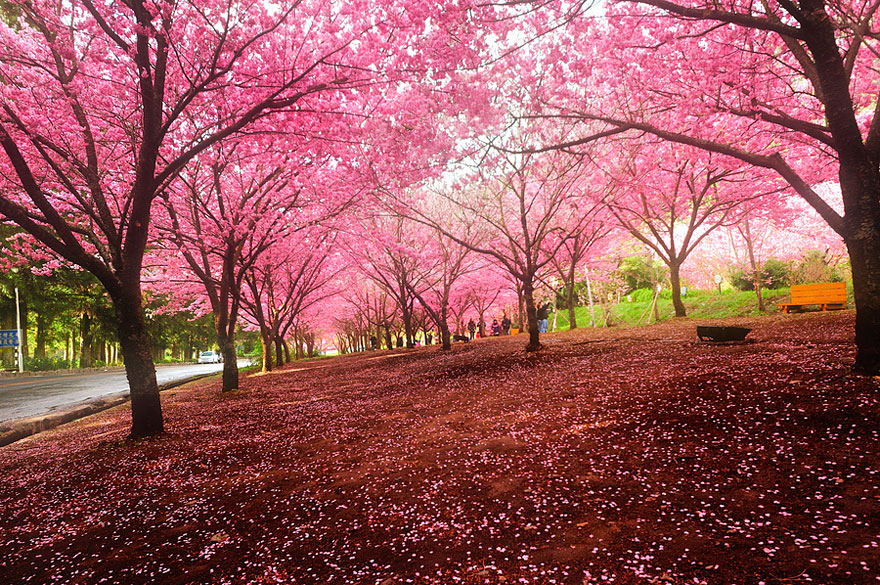 cherry-blossoms-sakura-spring-5-great-atmosphere-greatest-images-2013-beautiful