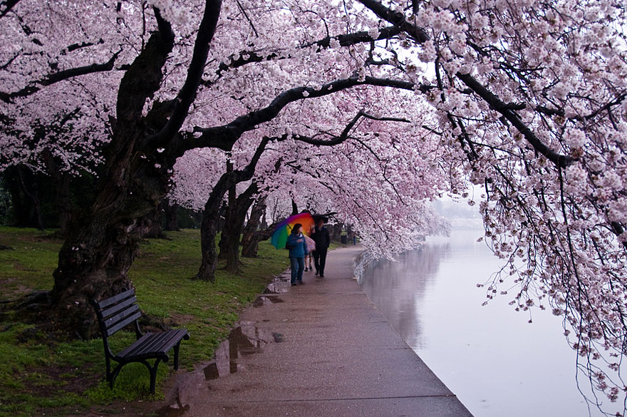 cherry-blossoms-sakura-spring-7-amazing-great-atmosphere-greatest-images-2013