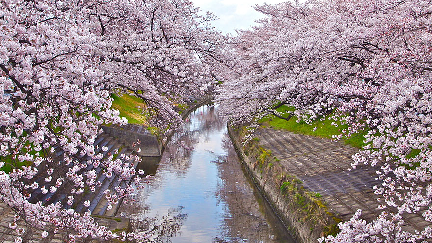 cherry-blossoms-sakura-spring-8-great-atmosphere-greatest-images-2013-beautiful