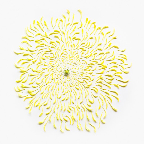 Flowers-Exploded-by-Fong-Qi-Wei-10-amazing-photography-great-atmosphere