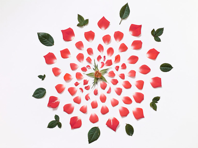 Flowers-Exploded-by-Fong-Qi-Wei-3-amazing-photography-great-atmosphere