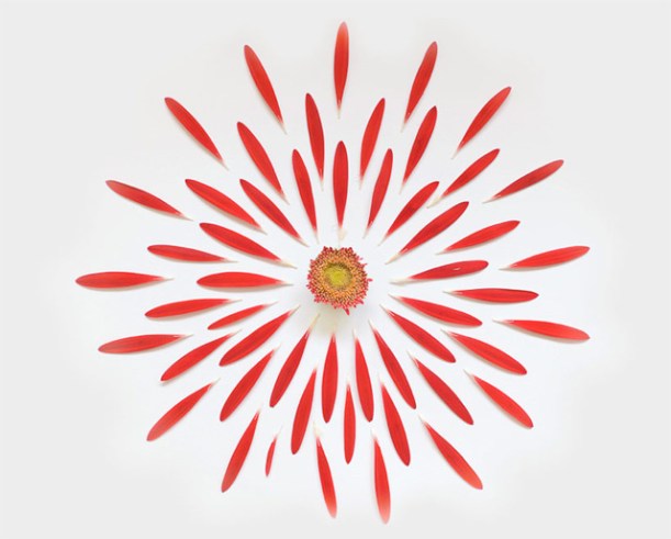 Flowers-Exploded-by-Fong-Qi-Wei-5-nature-photography-great-atmosphere