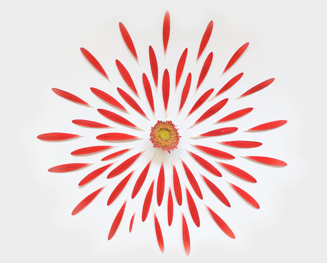 Flowers-Exploded-by-Fong-Qi-Wei-5-nature-photography-great-atmosphere