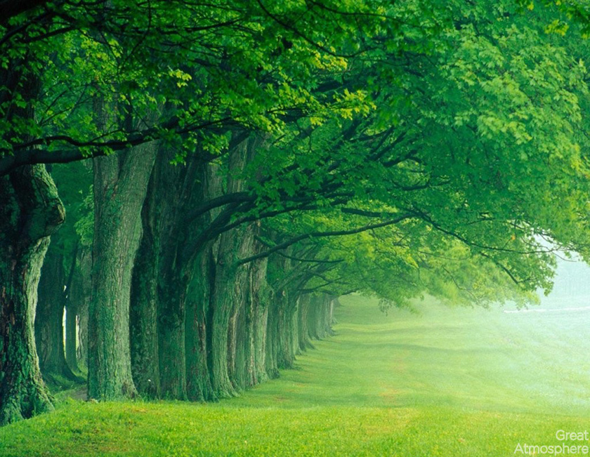 nature-green-landscape-trees-amazing-travel-beautiful-great-atmosphere-198-1
