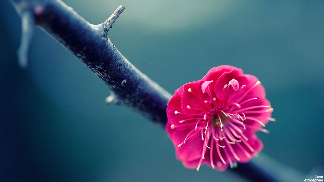 beautiful-pink-one-flower-awesome-nature-photography-great-atmosphere