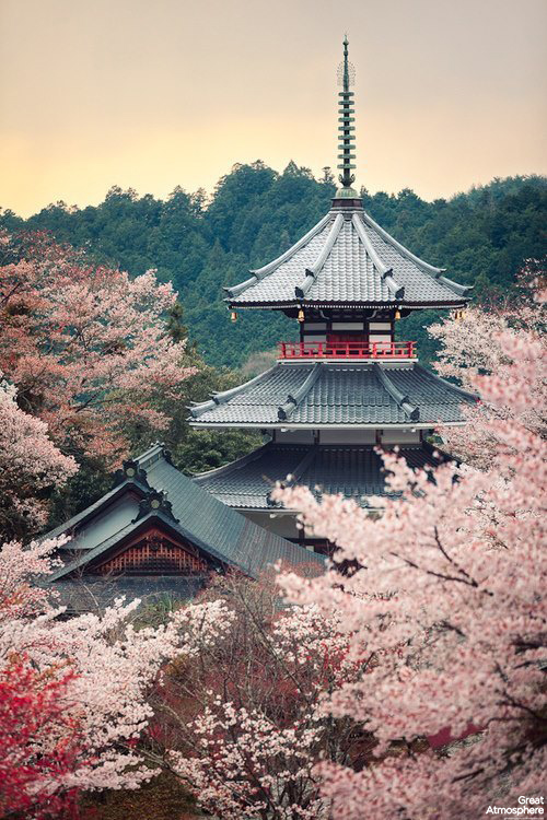 Cherry-tree-full-bloom-Kinpusenji-pagoda-Mount-Yoshino-Nara-Japan-travel-nature-landscapes-photography