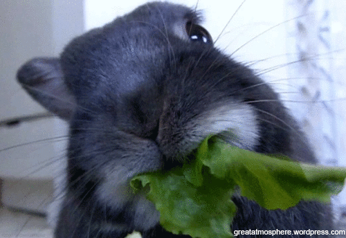 easter-rabbit-eating-vegetables-beautiful-gif-photography-great-atmosphere-funny-pics-233-1