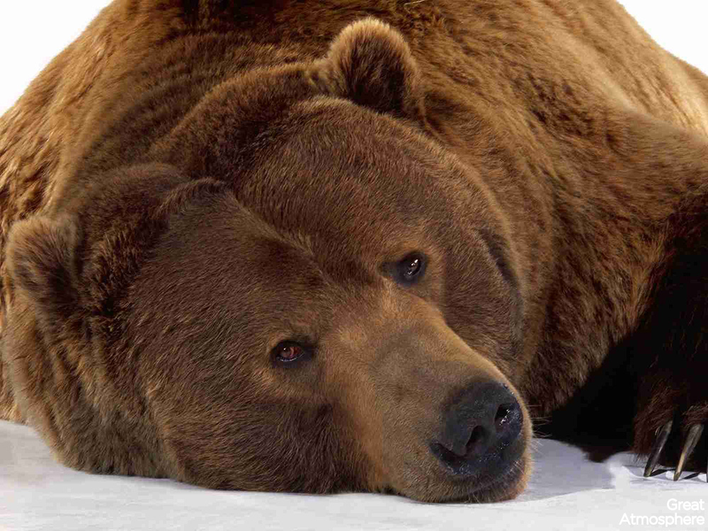 great-atmosphere-bear-brown-lying-snow-muzzle-animal-photography-228-1