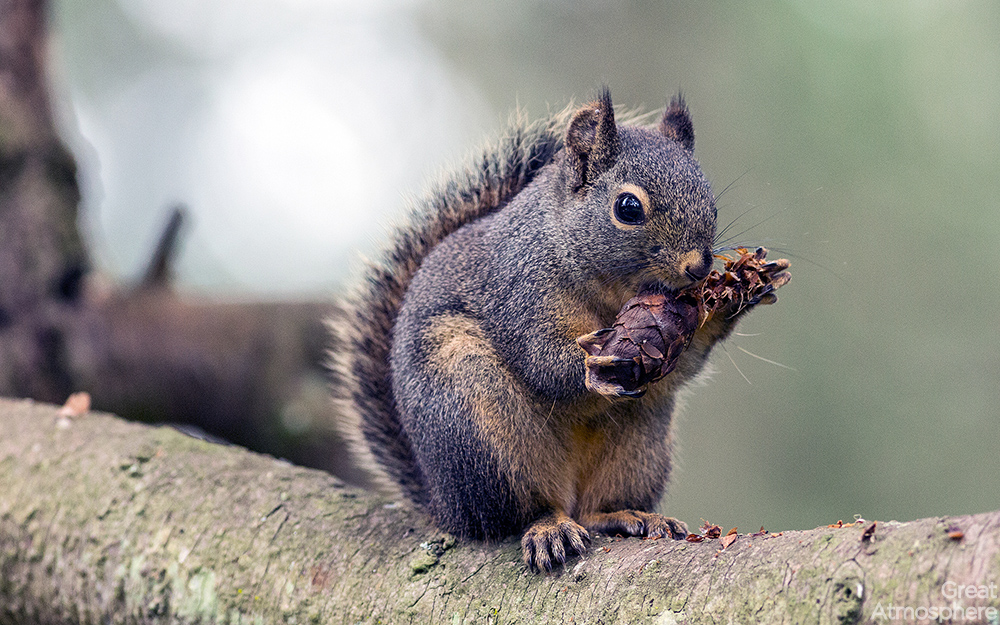 great-atmosphere-happy-squirrel-eating-corn-amazing-nature-animals-scrouil-beautiful-photography-scenery-HD-wallpaper-236-1