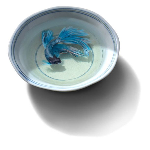 Three Dimensional Animals Painted in Layers of Resin by Keng Lye