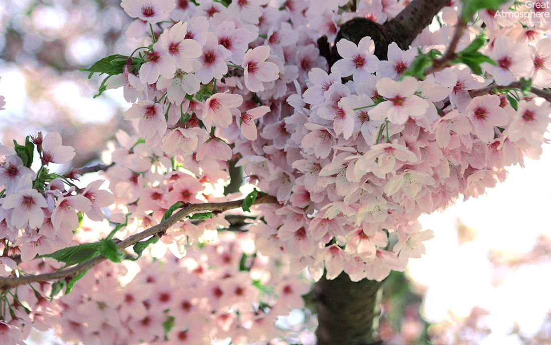 landscapes-spring-blossom-japanese-cherry-tree-travel-destination-amazing-photography-greatatmosphere