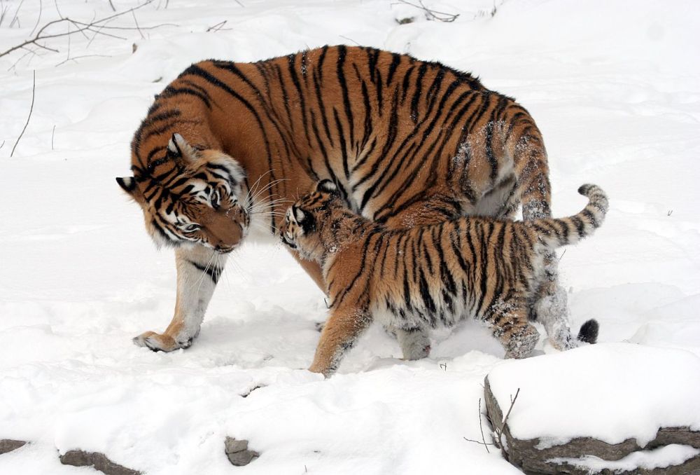 siberian-tigers-buffalo-tigris-altaica-beautiful-wildlife-photography-great-atmosphere-animals