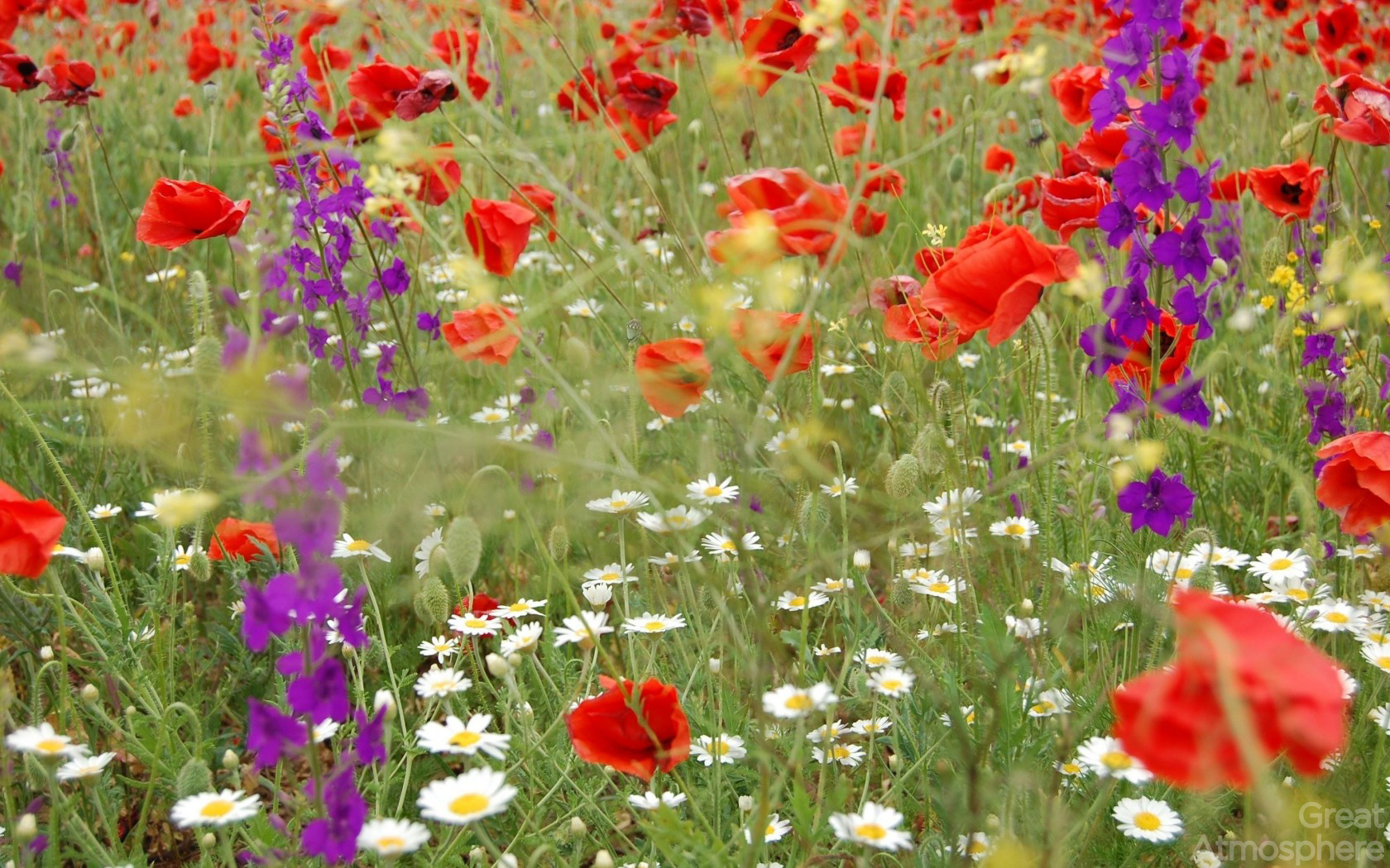 daisies_poppies_flowers_field_summer_nature_relaxation_blur_nature_landscapes_photography_wallpapers_great_atmosphere