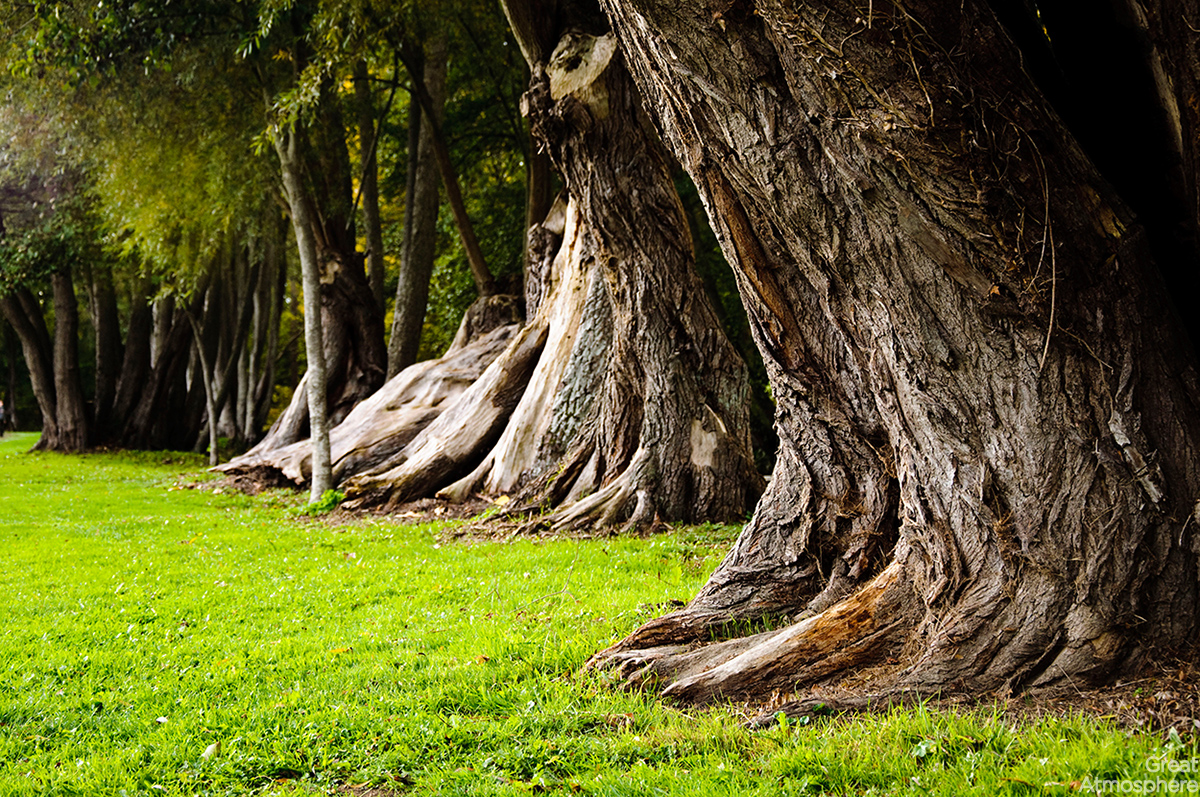 old-tree-trunks-summer-nature-relaxation-blur-landscape-art-photography-wallpaper-great-atmosphere